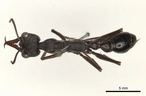 Myrmecia pyriformis specimen CASENT0217501 image casent0217501_1