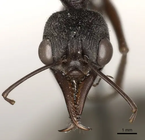 Myrmecia pyriformis specimen CASENT0217501 image casent0217501_2