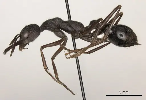 Myrmecia pyriformis specimen CASENT0217501 image casent0217501_3