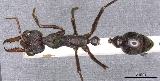 Myrmecia pyriformis specimen CASENT0902797 image casent0902797_1