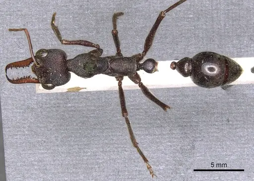 Myrmecia pyriformis specimen CASENT0902797 image casent0902797_2