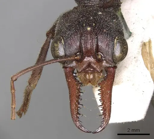 Myrmecia pyriformis specimen CASENT0902797 image casent0902797_3
