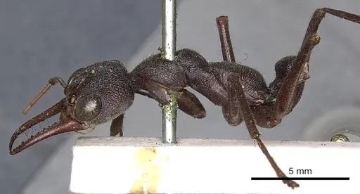 Myrmecia pyriformis specimen CASENT0902797 image casent0902797_4