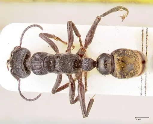 Myrmecia queenslandica specimen FOCOL0824 image focol0824_1