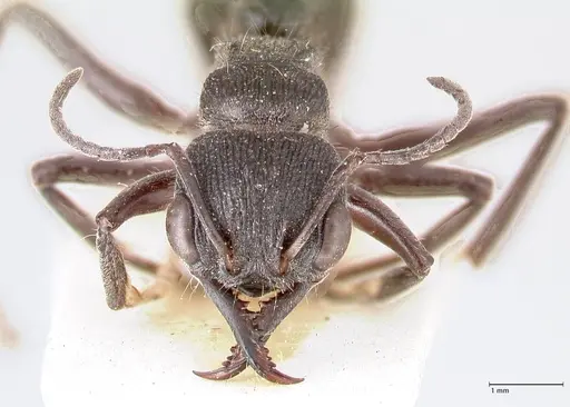 Myrmecia queenslandica specimen FOCOL0824 image focol0824_2
