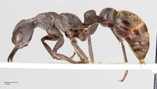 Myrmecia queenslandica specimen FOCOL0824 image focol0824_3