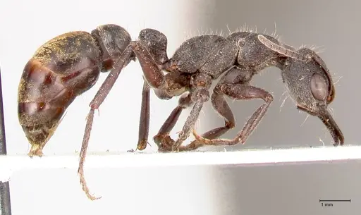 Myrmecia queenslandica specimen FOCOL0824 image focol0824_4