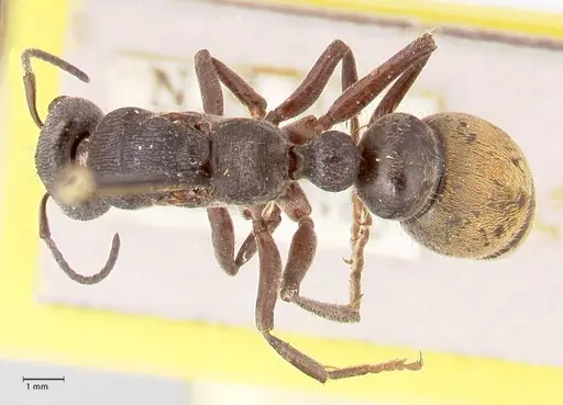 Myrmecia queenslandica specimen FOCOL0825 image focol0825_1