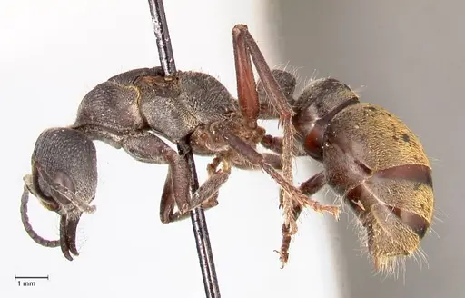 Myrmecia queenslandica specimen FOCOL0825 image focol0825_3