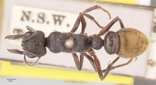 Myrmecia queenslandica specimen FOCOL0826 image focol0826_1