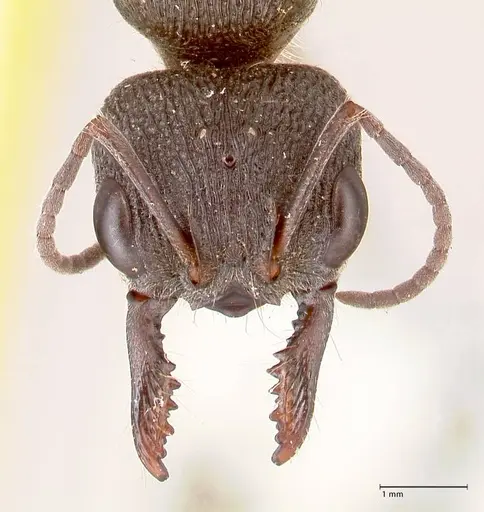 Myrmecia queenslandica specimen FOCOL0826 image focol0826_2