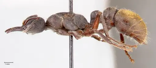 Myrmecia queenslandica specimen FOCOL0826 image focol0826_3