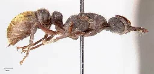 Myrmecia queenslandica specimen FOCOL0826 image focol0826_4