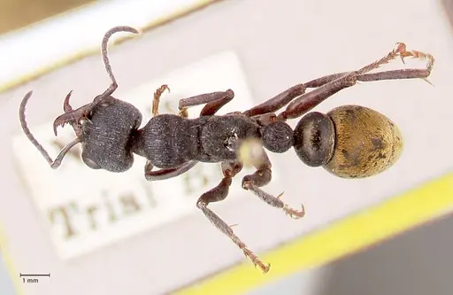 Myrmecia queenslandica specimen FOCOL0827 image focol0827_1