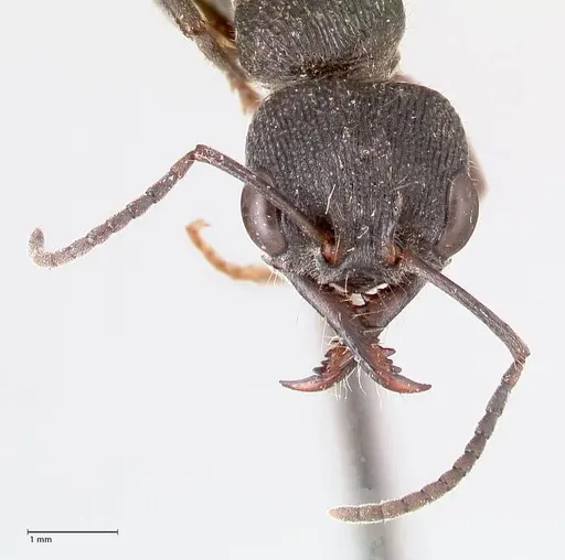 Myrmecia queenslandica specimen FOCOL0827 image focol0827_2
