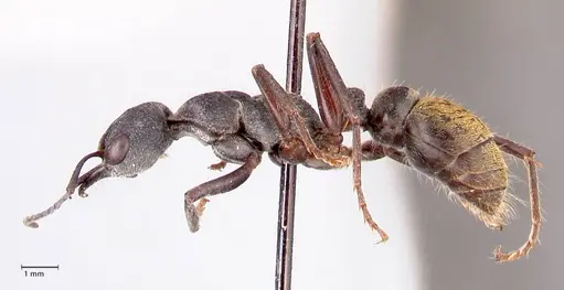 Myrmecia queenslandica specimen FOCOL0827 image focol0827_3