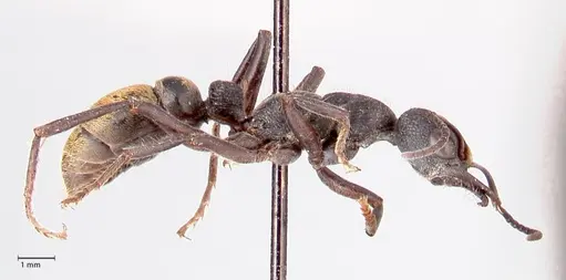 Myrmecia queenslandica specimen FOCOL0827 image focol0827_4