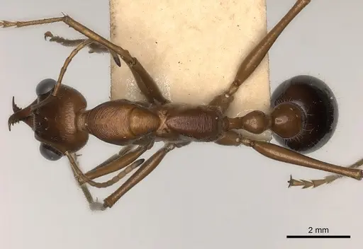 Myrmecia regularis specimen CASENT0217502 image casent0217502_1