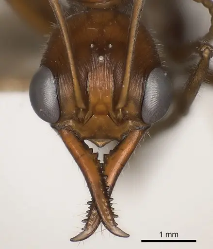 Myrmecia regularis specimen CASENT0217502 image casent0217502_2