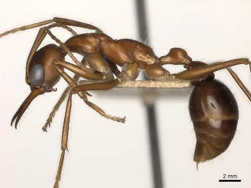 Myrmecia regularis specimen CASENT0217502 image casent0217502_3