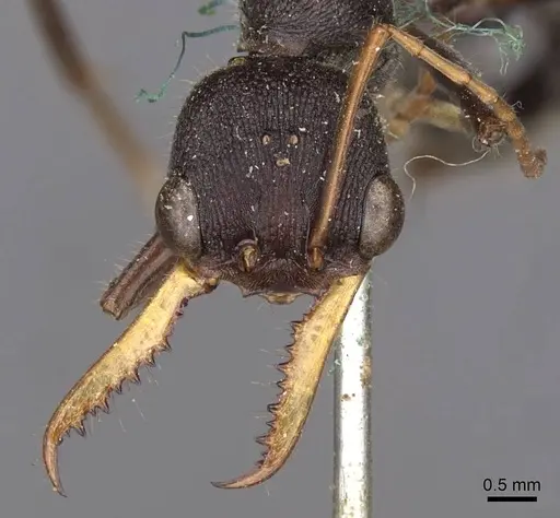 Myrmecia rowlandi specimen CASENT0907093 image casent0907093_2