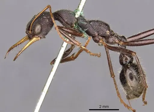 Myrmecia rowlandi specimen CASENT0907093 image casent0907093_3