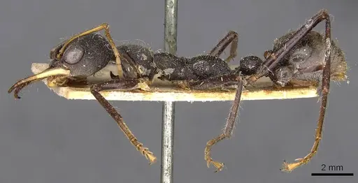 Myrmecia rowlandi specimen CASENT0907094 image casent0907094_3