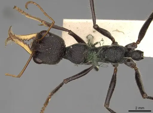 Myrmecia rowlandi specimen CASENT0914019 image casent0914019_1