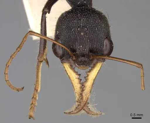 Myrmecia rowlandi specimen CASENT0914019 image casent0914019_2