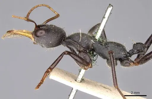 Myrmecia rowlandi specimen CASENT0914019 image casent0914019_3