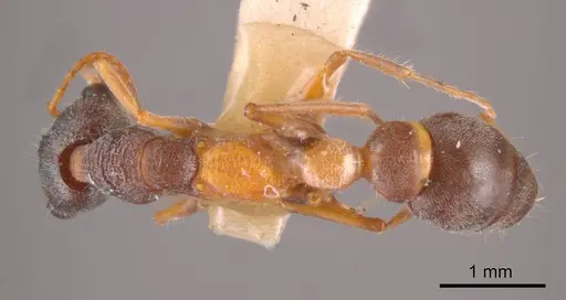 Myrmecia rubicunda specimen ANTWEB1008290 image antweb1008290_1