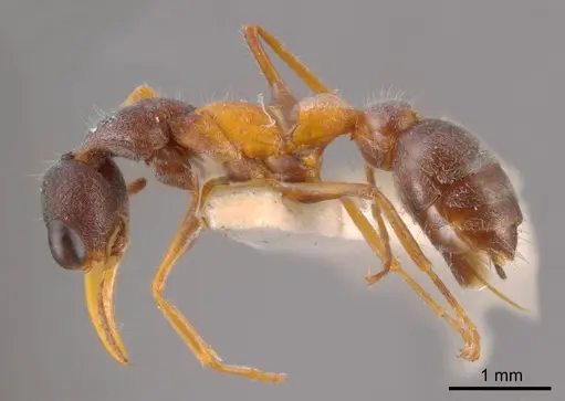 Myrmecia rubicunda specimen ANTWEB1008290 image antweb1008290_2