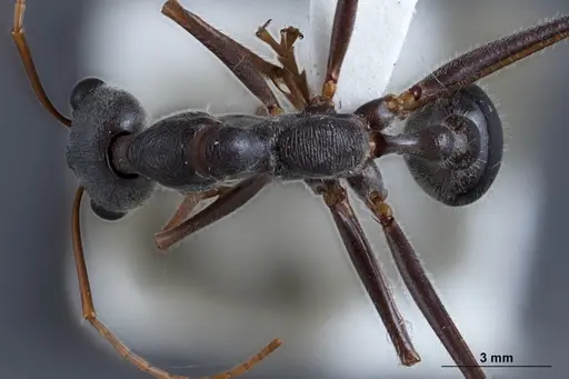 Myrmecia rubripes specimen JDM32-002522 image jdm32-002522_1