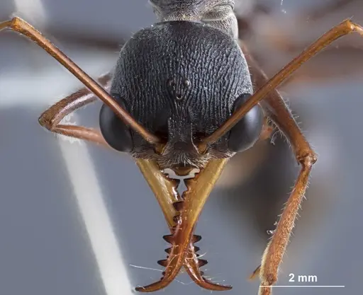 Myrmecia rubripes specimen JDM32-002522 image jdm32-002522_2