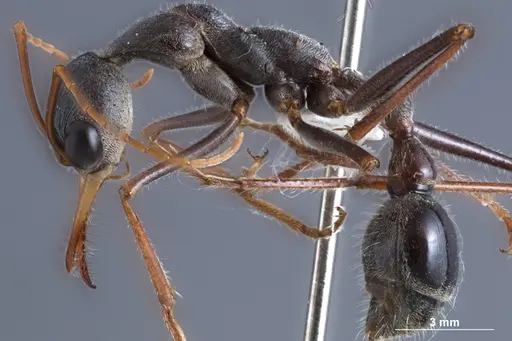 Myrmecia rubripes specimen JDM32-002522 image jdm32-002522_3