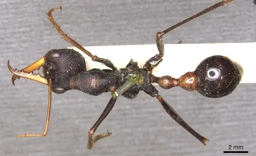 Myrmecia rufinodis specimen CASENT0902790 image casent0902790_1