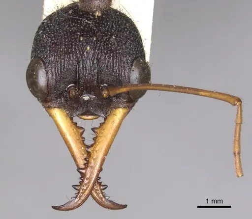 Myrmecia rufinodis specimen CASENT0902790 image casent0902790_2