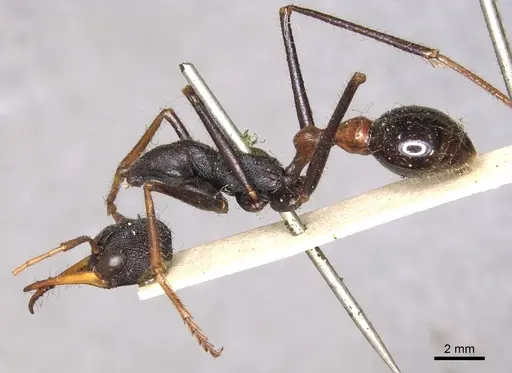 Myrmecia rufinodis specimen CASENT0902790 image casent0902790_3