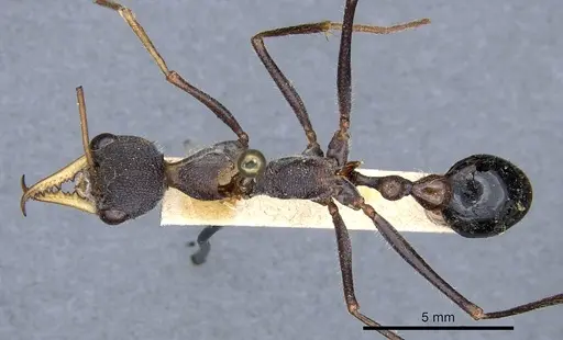 Myrmecia rufinodis specimen CASENT0903787 image casent0903787_1