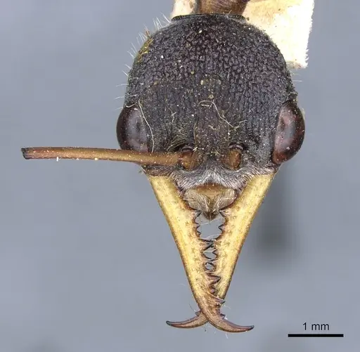 Myrmecia rufinodis specimen CASENT0903787 image casent0903787_2