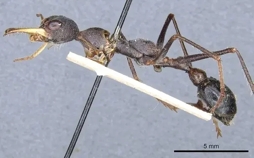 Myrmecia rufinodis specimen CASENT0903787 image casent0903787_3