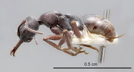 Myrmecia rugosa specimen ANTWEB1008291 image antweb1008291_2