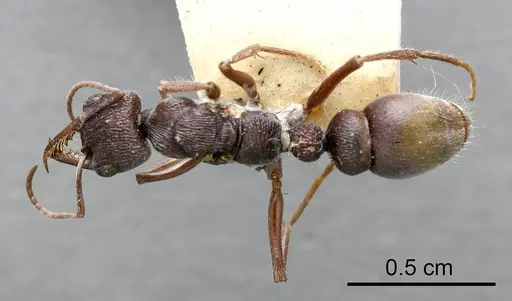 Myrmecia rugosa specimen ANTWEB1008292 image antweb1008292_1