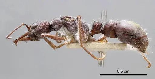 Myrmecia rugosa specimen ANTWEB1008292 image antweb1008292_2
