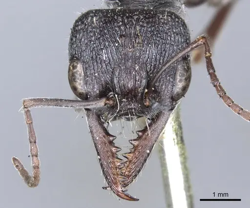 Myrmecia rugosa specimen CASENT0902801 image casent0902801_2