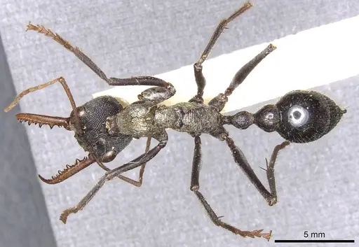 Myrmecia simillima specimen CASENT0902786 image casent0902786_1