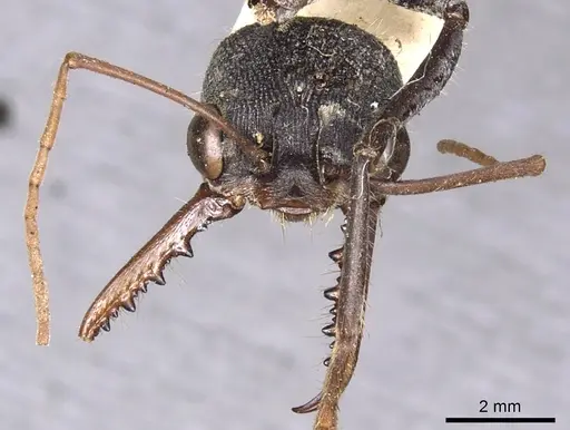 Myrmecia simillima specimen CASENT0902786 image casent0902786_2