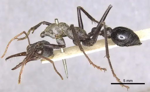 Myrmecia simillima specimen CASENT0902786 image casent0902786_3