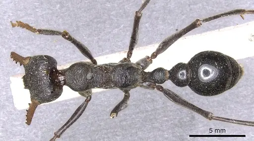 Myrmecia simillima specimen CASENT0902787 image casent0902787_1