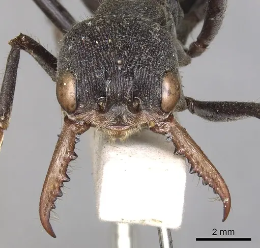 Myrmecia simillima specimen CASENT0902787 image casent0902787_2